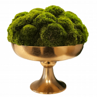 Everlasting moss